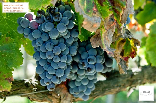 Giống nho rượu Grenache xuất xứ từ Tây ban nha