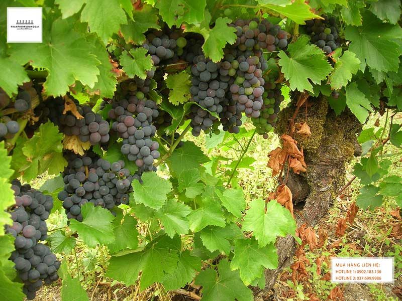 Giống nho rượu Mencía từ Tây Ban Nha Giống nho rượu Mencía từ Tây Ban Nha