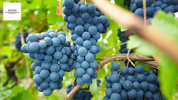 Giống nho rượu Pinot Noir Giống nho rượu Pinot Noir