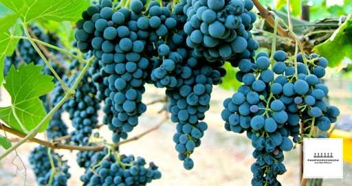 Giống nho rượu Sangiovese có nguồn gốc từ Italy 