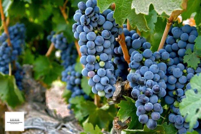 Giống nho rượu Zinfandel có nguồn gốc từ Croatia Giống nho rượu Zinfandel có nguồn gốc từ Croatia