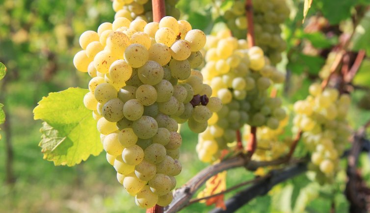 Tìm hiểu về giống nho Sauvignon Blanc của Pháp