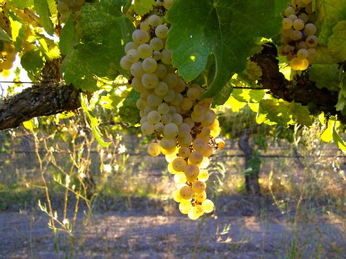 Giống nho trắng Marsanne Giống nho trắng Marsanne từ miền nam nước Pháp
