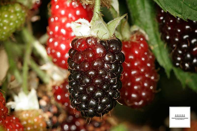 hình ảnh của quả mâm xôi lai Boysenberry hình ảnh của quả mâm xôi lai Boysenberry