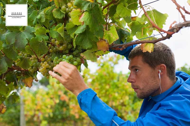 Kỹ thuật viên thu hoạch nho rượu Sémillon Kỹ thuật viên thu hoạch nho rượu Sémillon
