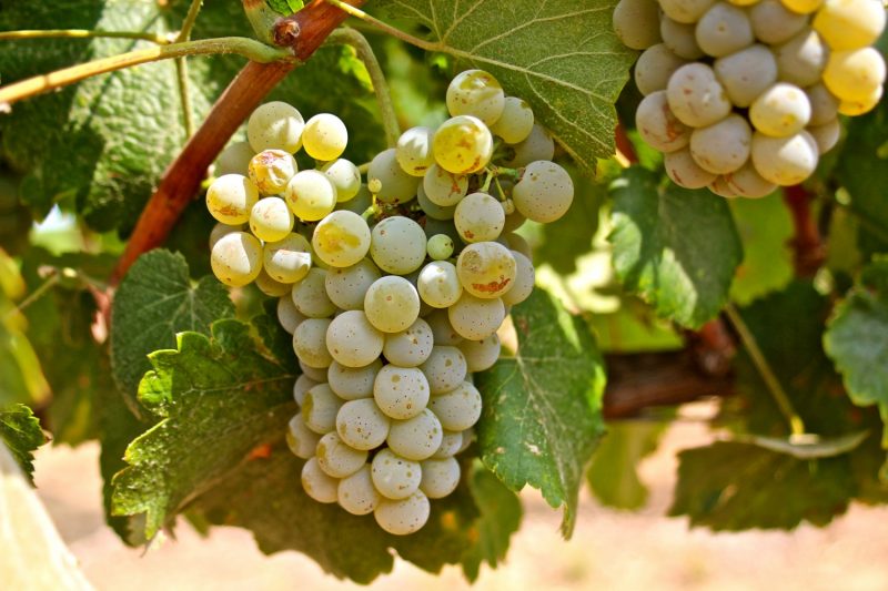 Nho rượu Albarino có xuất xứ từ bồ đào nha 