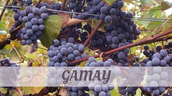Nho rượu Gamay từ beaujolais nước Pháp