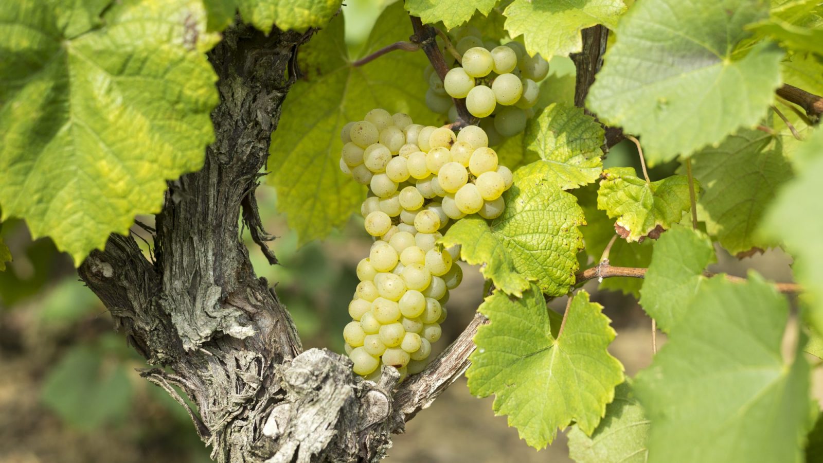 Tìm hiểu thông tin về giống nho rượu Muscadet tại Pháp
