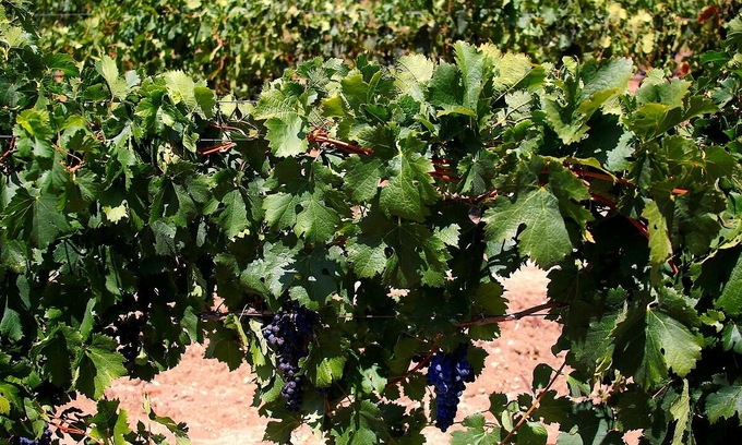 Nho rượu dùng làm rượu vang Úc tại Hunter Valley - Úc