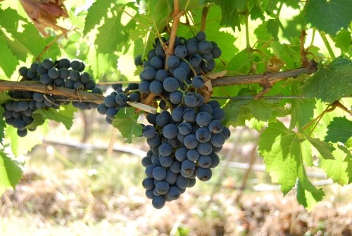 Nho rượu vang úc Nho rượu vang úc dùng làm rượu vang
