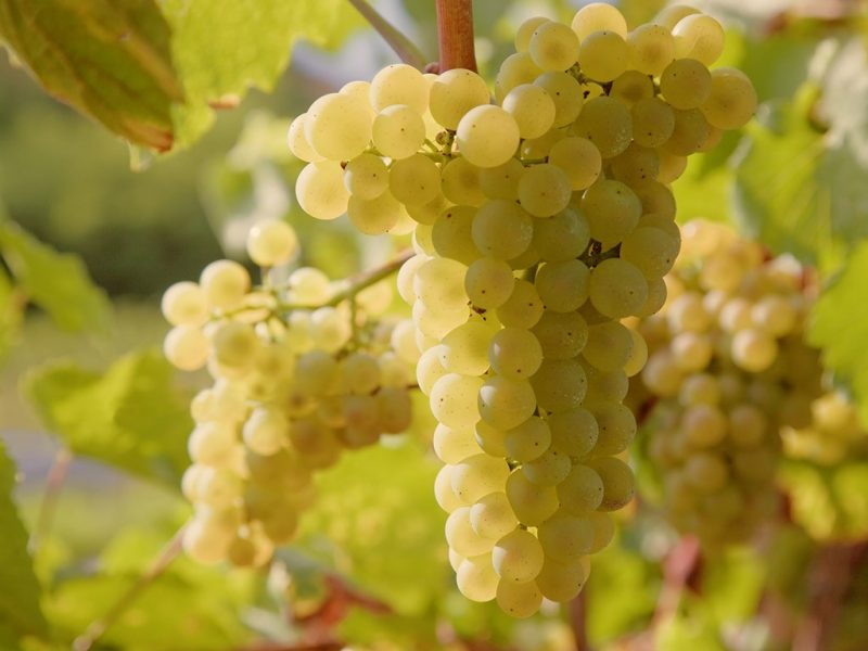 Nho rượu Vermentino từ Ý 