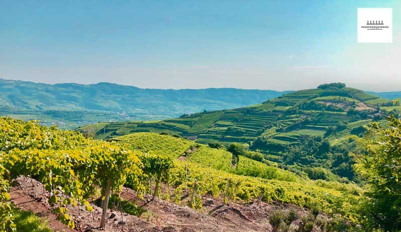 Giống nho rượu Soave được trồng trên các sườn đồi dốc thành phố Soave 