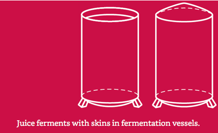 Nước nho và bã được lên men trong thùng