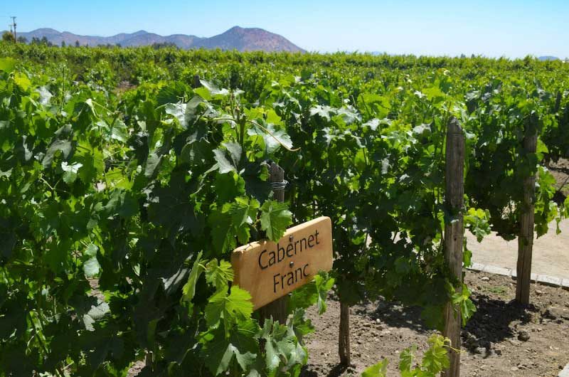Phân bố vùng trồng nho Cabernet Franc tại Pháp Phân bố vùng trồng nho Cabernet Franc tại Pháp