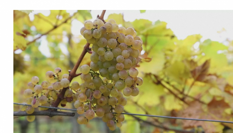 Nho rượu Gruner Veltliner dưới ảnh hưởng của biến đổi khí hậu