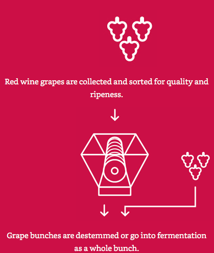 Rượu vang được đem đi nghiền và lên men cả vỏ