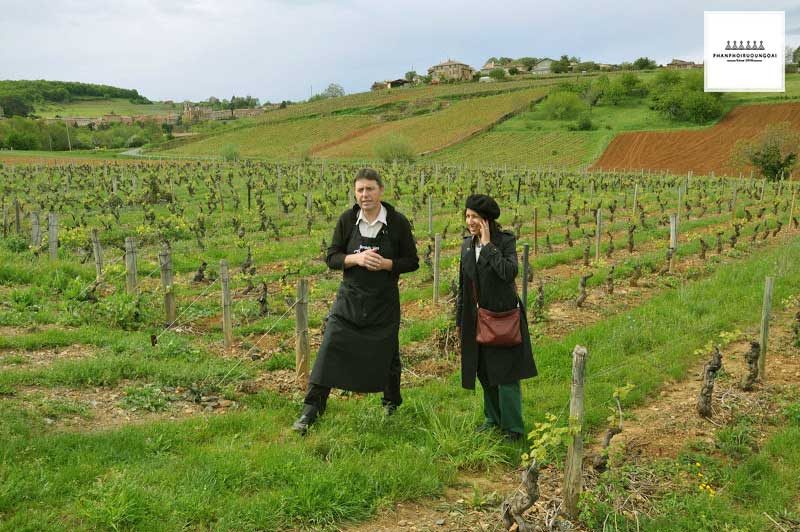 Tìm hiểu chất lượng rượu vang Beaujolais - Gamay Đi tham quan vườn nho rượu Gamay và tìm hiểu chất lượng rượu vang vùng Beaujolais