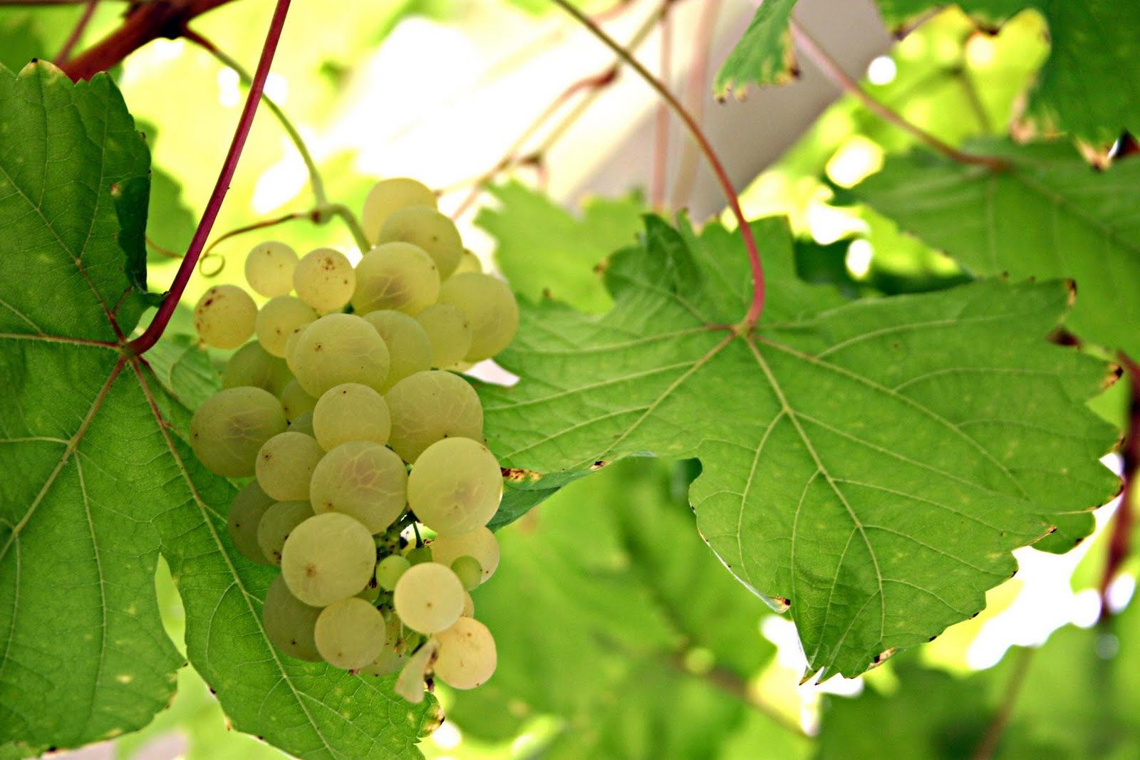 Thông tin về giống nho rượu Sémillon