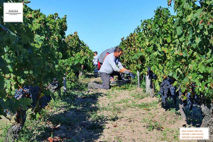 Thu hoạch nho Merlot tại Bordeaux , Pháp 