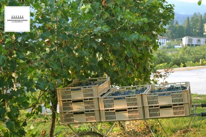 Thu hoạch nho rượu để làm Valpolicella Blend Thu hoạch nho rượu để làm Valpolicella Blend