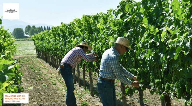 Thu hoạch nho rượu Zinfandel tại vườn nho tại California