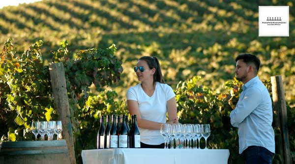 Thưởng thức rượu vang Zinfandel tại vườn nho