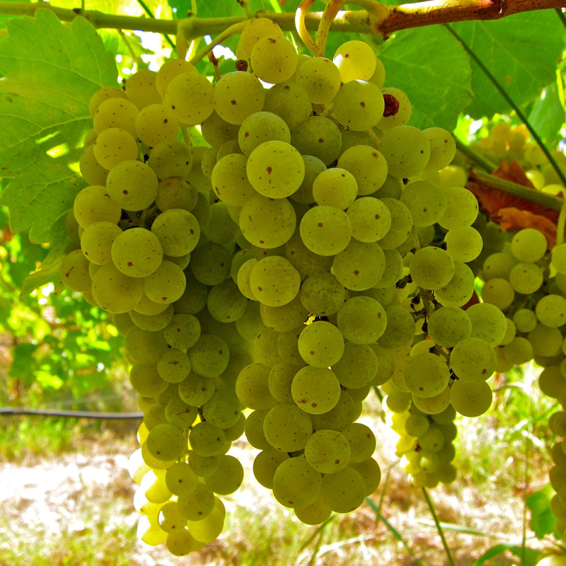 Tìm hiểu giống nho rượu Muscat Blanc
