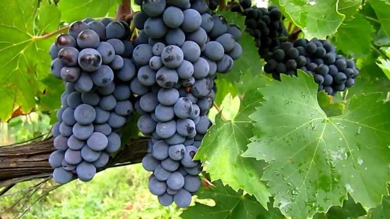 Tìm hiểu giống nho rượu Sangiovese có xuất xứ tại Italy