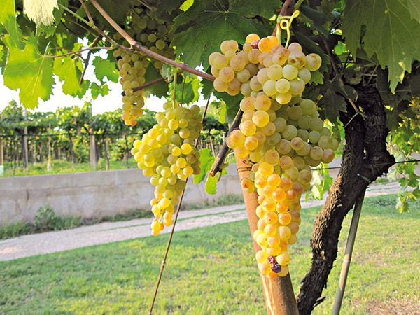 Tìm hiểu giống nho rượu Soave tại Veneto