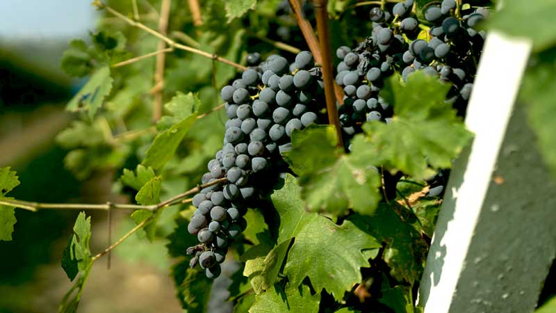 Tìm hiểu phong cách làm rượu vang Valpolicella Blend