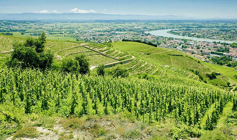 Tìm hiểu phong cách rượu Rhône / GSM Blend