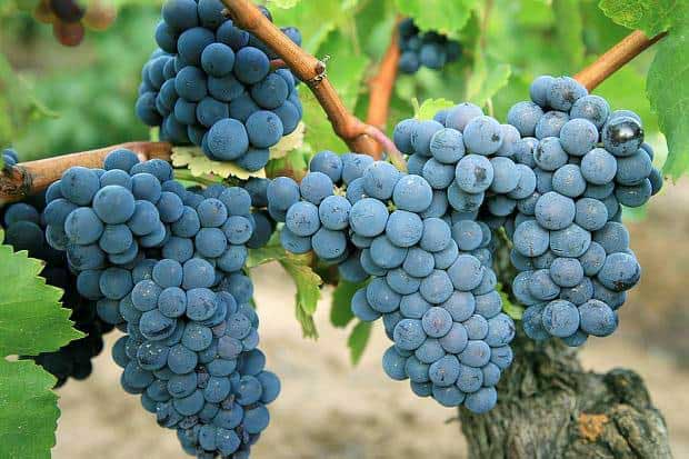 Tìm hiểu thông tin giống nho rượu Carignan