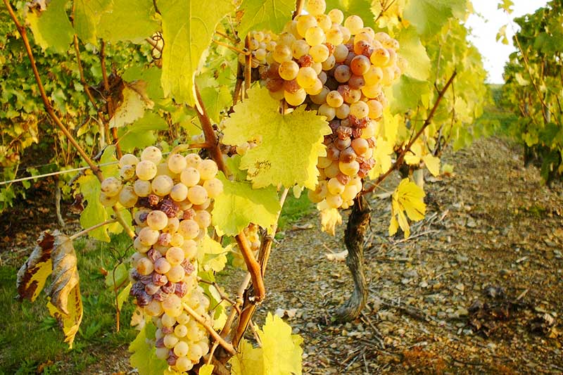 Tìm hiểu thông tin giống nho rượu Chenin Blanc