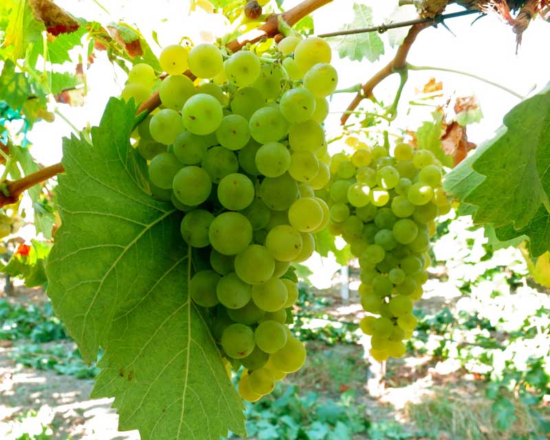 Tìm hiểu thông tin về giống nho rượu Torrontes từ Argentina