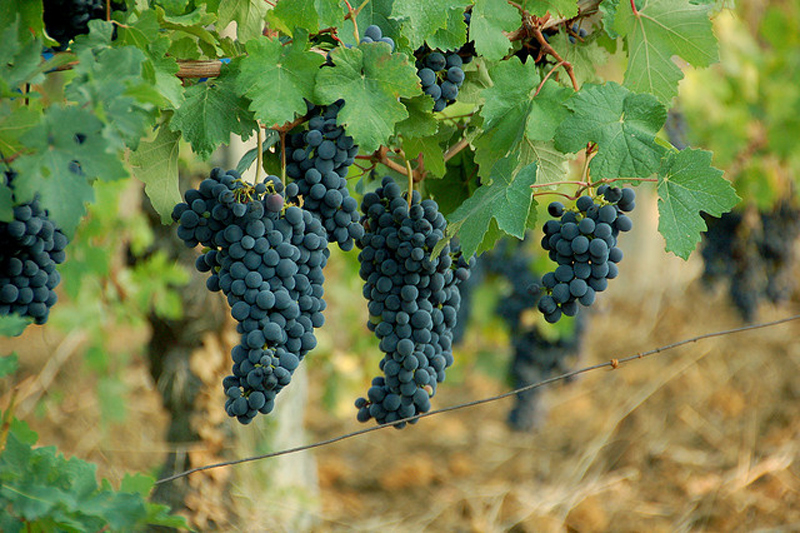 Tìm hiểu thông tin về giống nho rượu Barbera