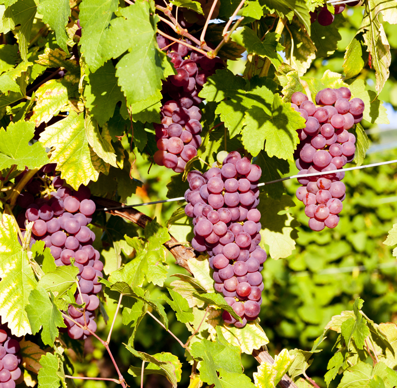 Tìm hiểu thông tin về giống nho rượu Gewurztraminer