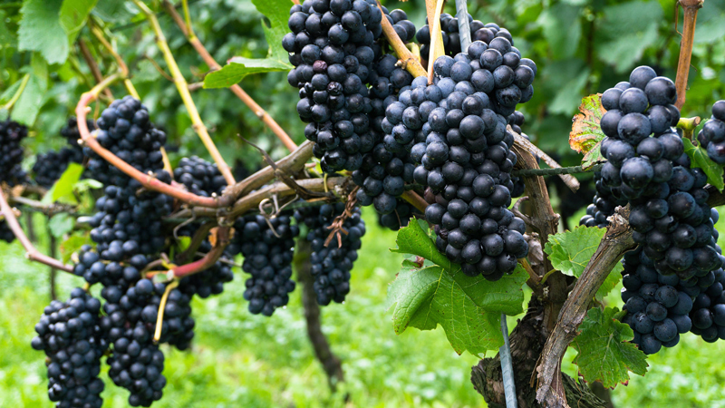 Tìm hiểu thông tin về giống nho rượu Pinot Noir từ Pháp