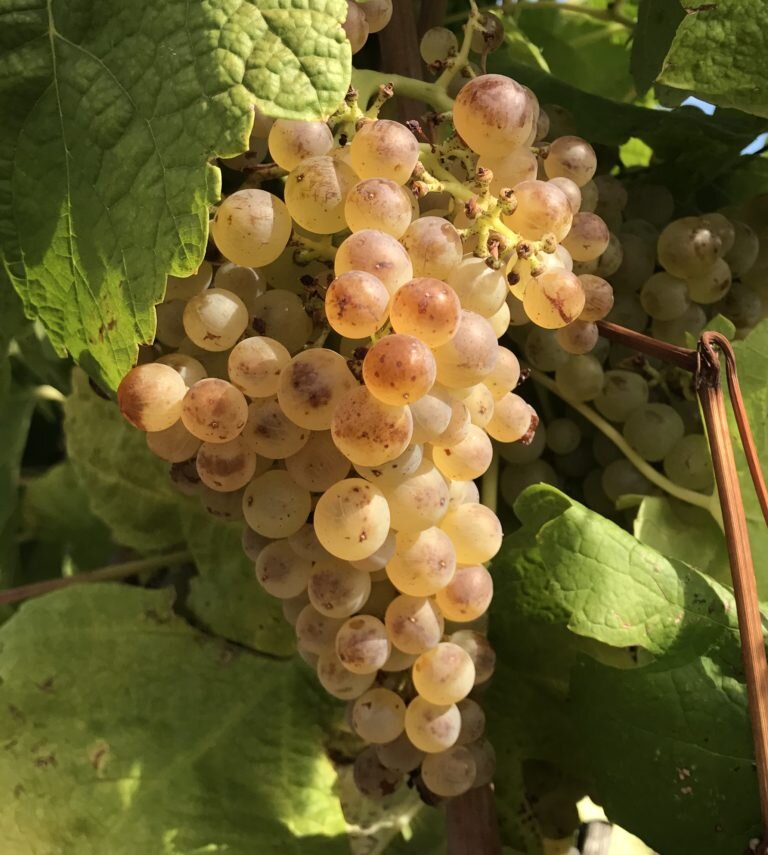 Tìm hiểu thông tin về nho rượu Marsanne