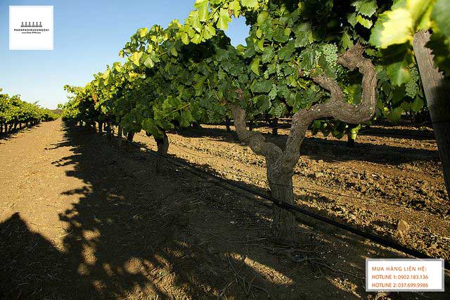 Vườn nho Grenache tại vùng Barossa tại Úc