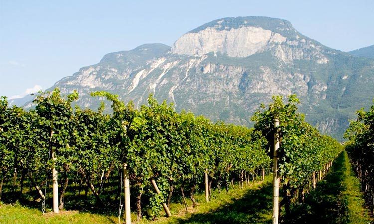 Vườn nho Pinot Grigio tại Ý 