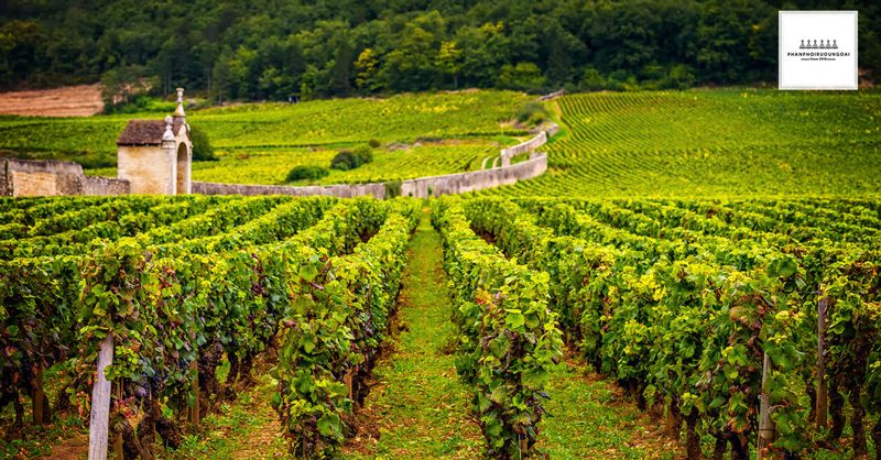 Vường nho Pinot Noir tại Burgundy Pháp 