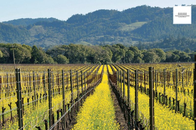 Vườn nho Pinot Noir tại California vào mùa thu Vườn nho Pinot Noir tại California vào mùa thu