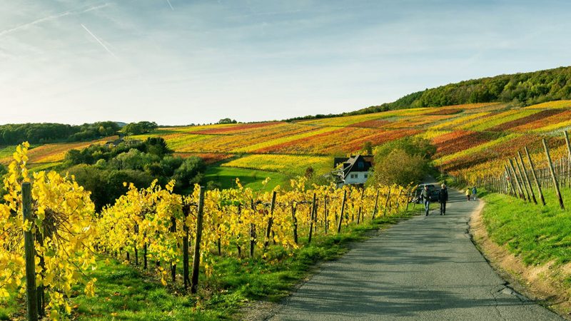 Nho rượu Riesling tại Đức Vườn nho rượu Riesling tại Đức