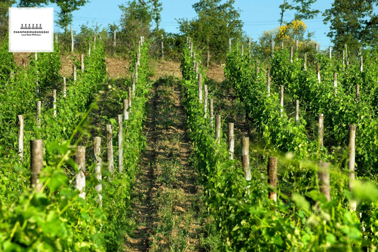 Vườn nho rượu Barbera tại Italy