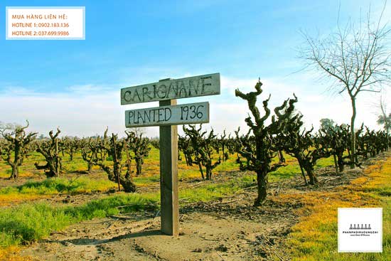 Vườn nho rượu Carignan từ Tây Ban Nha Vườn nho rượu Carignan từ Tây Ban Nha