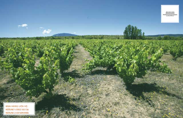 Vườn nho rượu Carignan