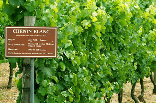 vườn nho rượu Chenin Blanc tại Pháp 