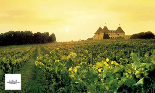 Vườn nho rượu Chenin Blanc