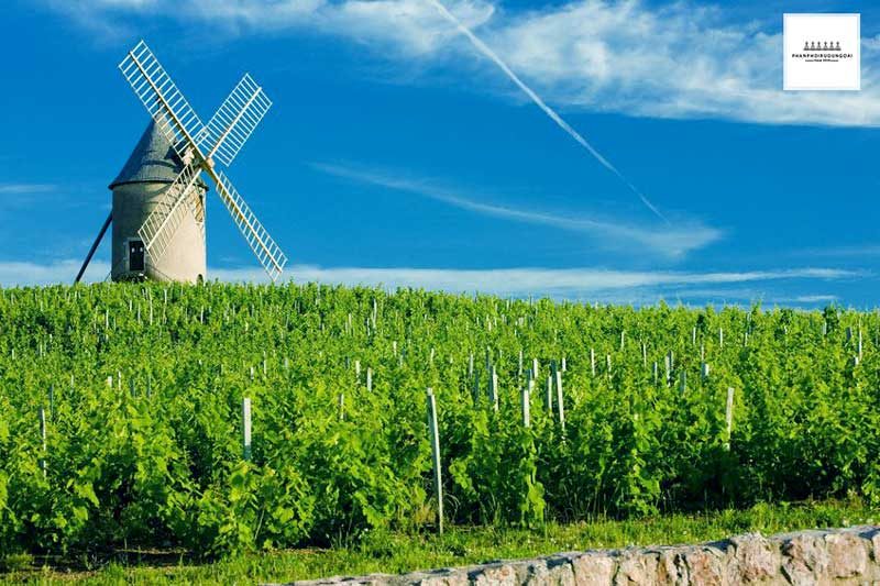 Vườn nho rượu Gamay tại Beaujolais Pháp Vườn nho rượu Gamay tại Beaujolais Pháp