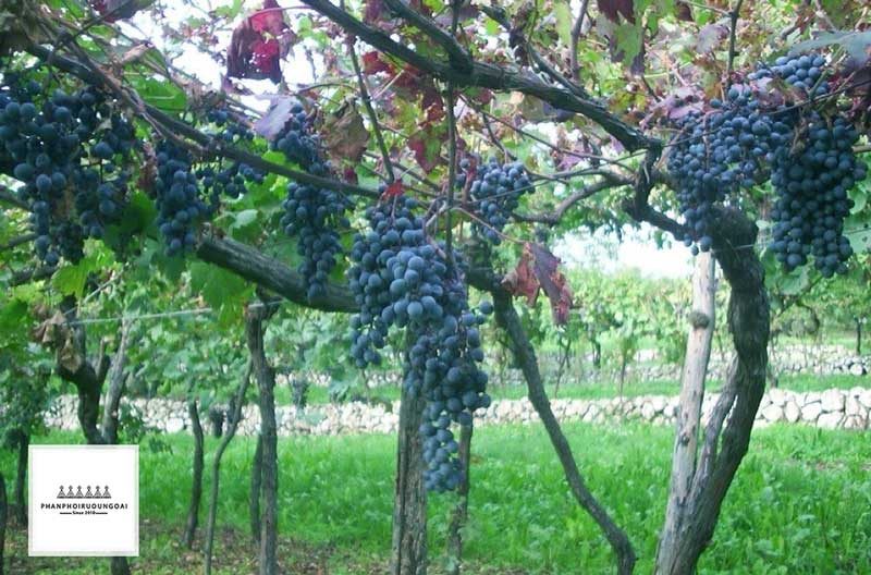 Vườn nho làm rượu vang Valpolicella Blend 
